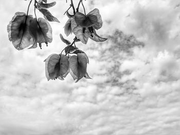 Low angle view of flowering plant against sky