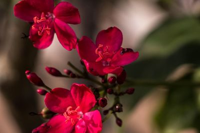 Close-up of pink flowers
