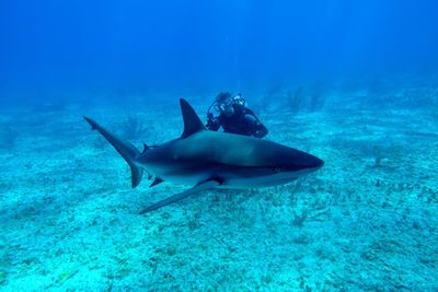 Man scuba diving by shark in sea