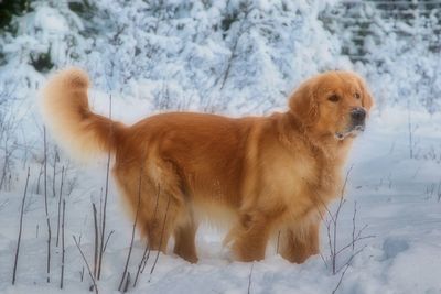 Dog on snow covered landscape during winter