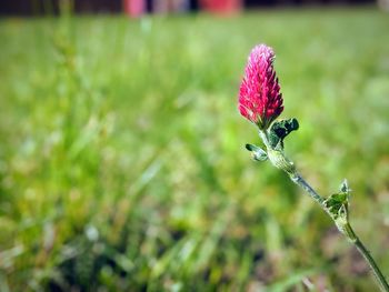 Close-up of pink flowering plant