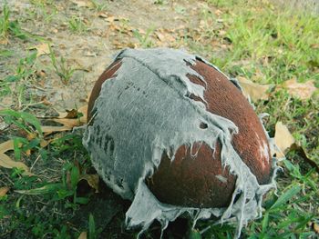 Close-up of goat on field