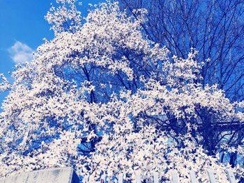 Low angle view of trees against blue sky