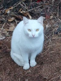 Portrait of cat sitting on field