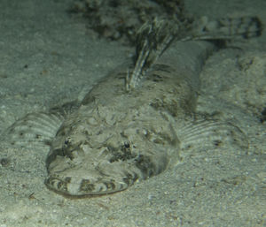 High angle view of fish in sea