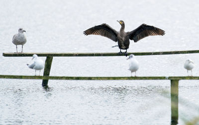 Seagulls flying over lake during winter