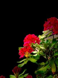 Close-up of pink flower against black background