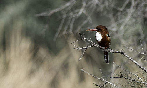 Bird perching on twig