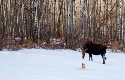 Dog and moose on snow covered field