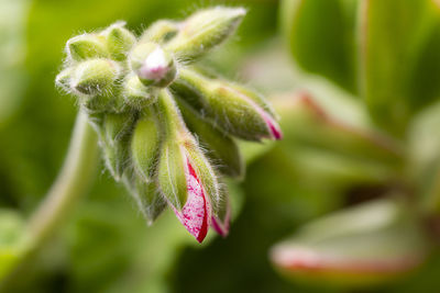 Close-up of pink flower buds