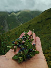 Person holding plant