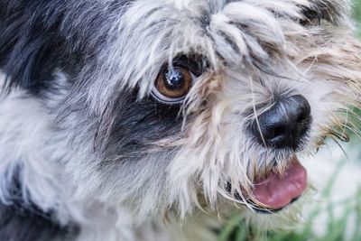 Close-up portrait of dog