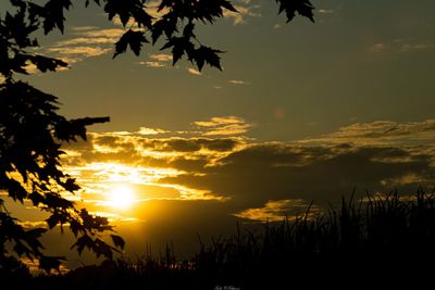 Silhouette trees against sky during sunset