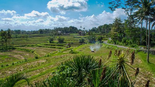 Scenic view of agricultural field against sky