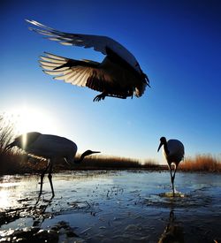 Bird flying over water