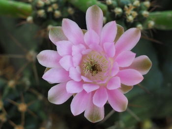 Close-up of pink flowering plant