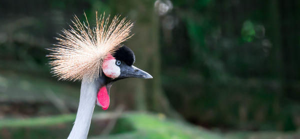 Close-up of bird on field