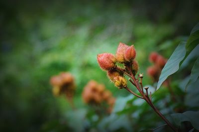 Close-up of red flowering plant