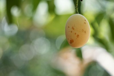 Close-up of fruits on tree