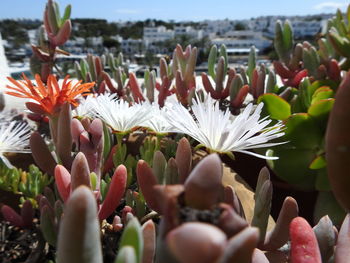 Close-up of flowering plants