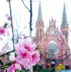 Flowers blooming in park