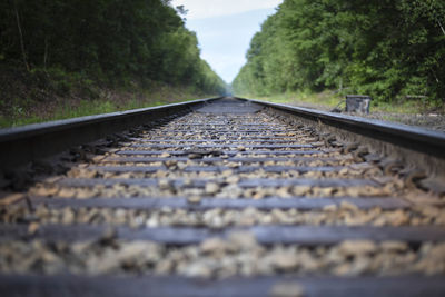 Surface level of railroad track amidst trees