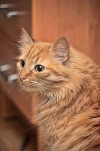 Close-up of a cat looking away