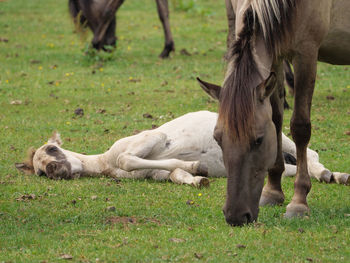 Wild horses in germany