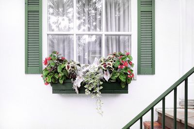 Potted plants against window