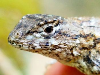 Close-up of lizard outdoors