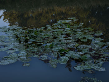 Close-up of flowers floating on lake