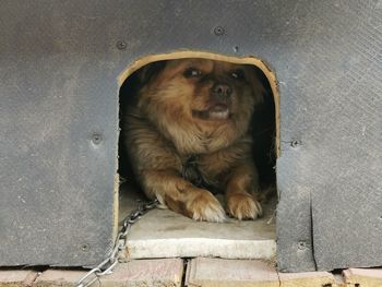 Portrait of dog sitting on floor