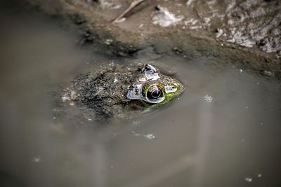 High angle view of frog swimming in lake