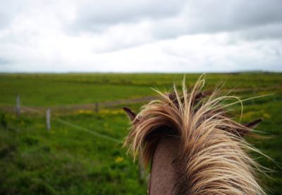 Close-up of horse on field against sky