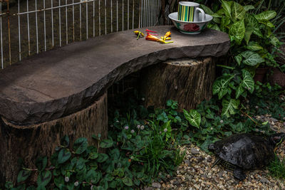 View of cat on tree stump