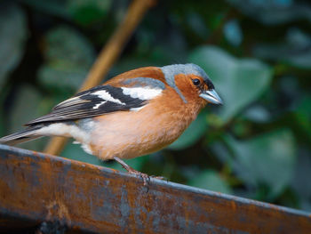 Close-up of bird perching on wood