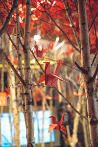 Close-up of maple tree during autumn