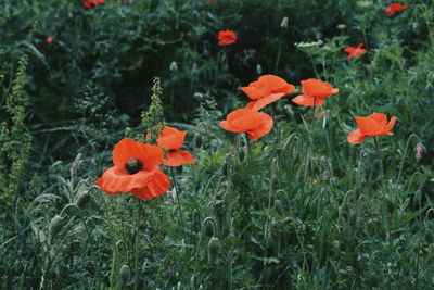 Close-up of orange poppy flowers blooming on field