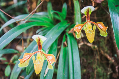 Close-up of yellow flowering plant