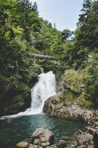 Scenic view of waterfall in forest