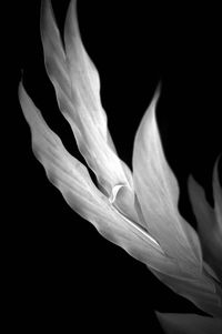 Close-up of flower against black background