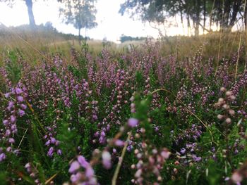 Purple flowers growing in field