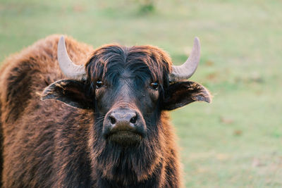 Close-up portrait of buffalo on grassy field