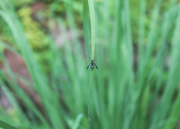 Close-up of insect on leaf