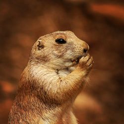 Close-up of an animal