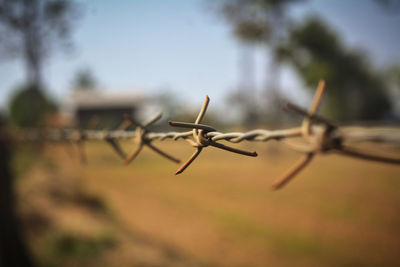 Close-up of insect on barbed wire against sky