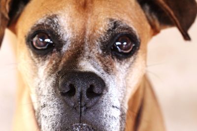 Close-up portrait of dog