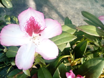 Close-up of fresh pink flower blooming in garden