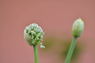 Close-up of onion flower