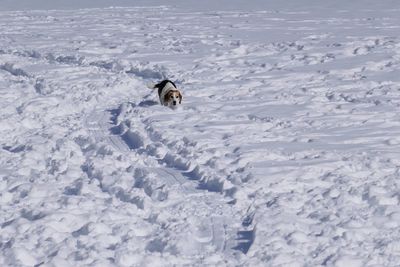 Dog in snow